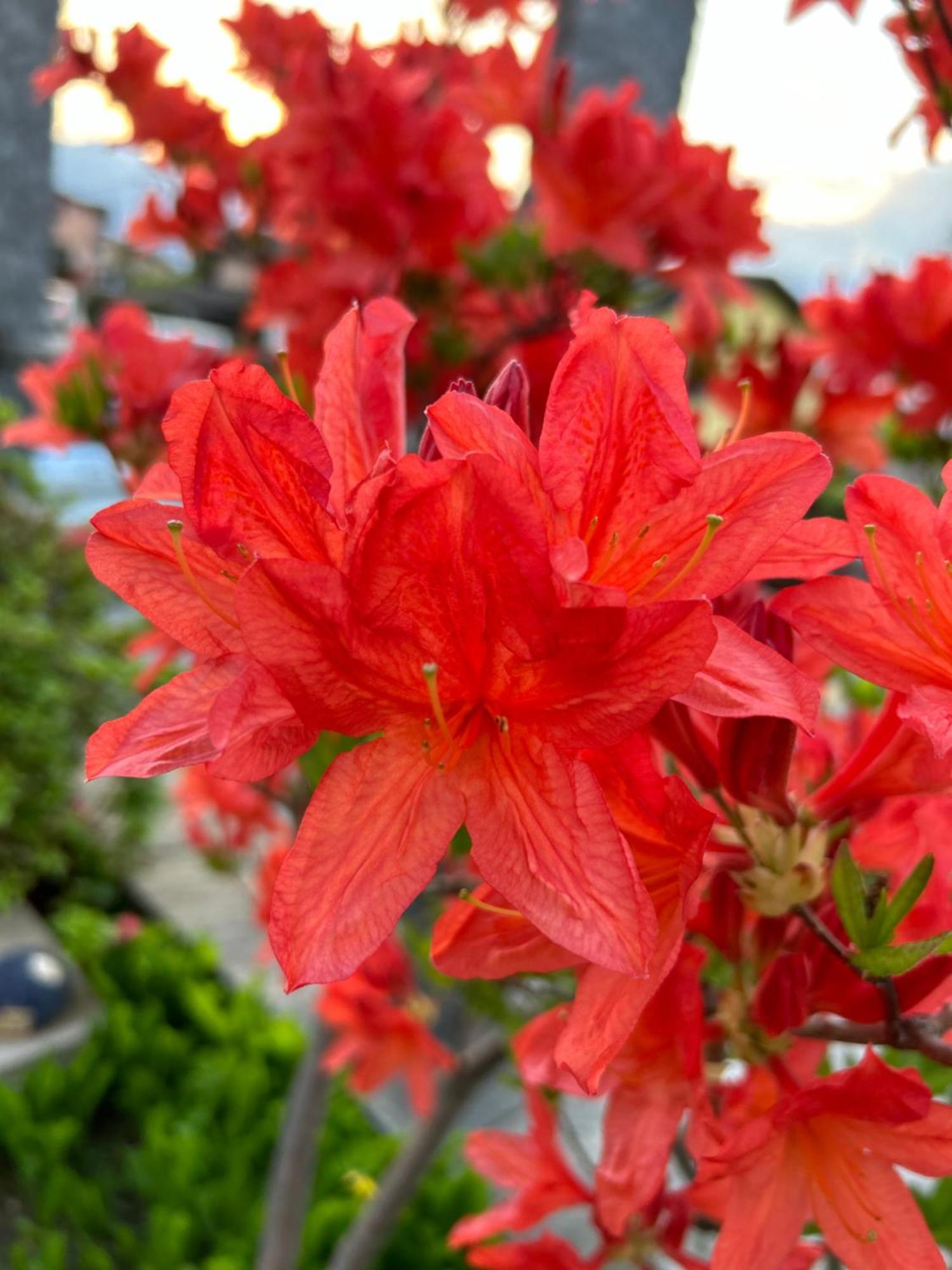 Gambarogno Al Grottino B&B 외부 사진